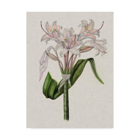 Naomi Mccavitt 'Crinium Lily Ii' Canvas Art,24x32